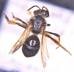 Lasioglossum coriaceum