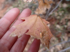 Acer grandidentatum