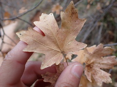 Acer grandidentatum