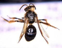 Lasioglossum coriaceum