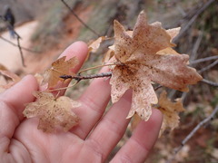 Acer grandidentatum