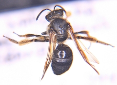 Lasioglossum coriaceum