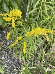 Solidago leavenworthii