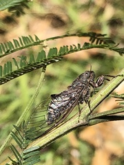 Atrapsalta corticina