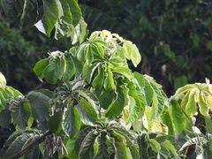 Cecropia pachystachya