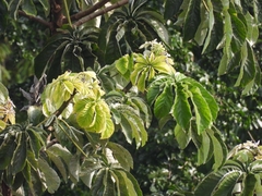 Cecropia pachystachya