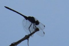 Trithemis furva