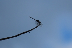 Trithemis furva