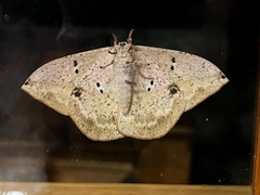 Lonomia electra