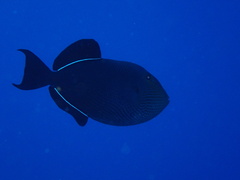 Melichthys niger