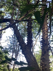 Ceiba aesculifolia