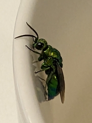 Chrysis lincea