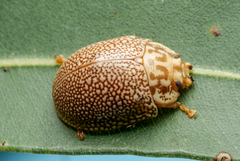 Paropsis omphale