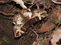 Erebus terminitincta