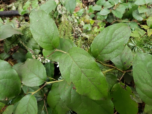 Gaultheria shallon