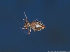 Sminthurus bivittatus