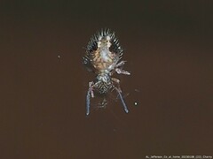 Sminthurus bivittatus