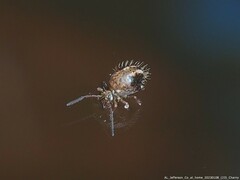 Sminthurus bivittatus