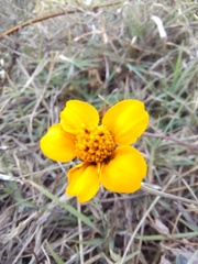 Dyssodia tagetiflora