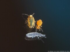 Sminthurinus henshawi