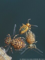 Sminthurinus henshawi