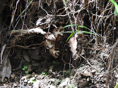 Erebus terminitincta