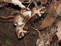 Erebus terminitincta