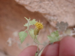 Perityle tenella