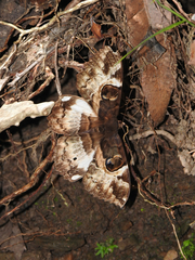 Erebus terminitincta