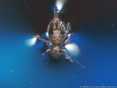 Sminthurus bivittatus