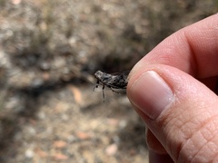 Atrapsalta corticina