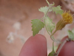 Perityle tenella