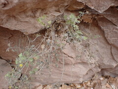 Perityle tenella