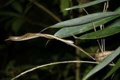 Dendrelaphis grandoculis
