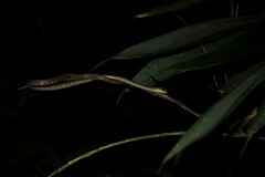 Dendrelaphis grandoculis