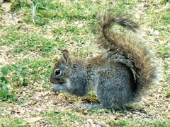 Sciurus arizonensis