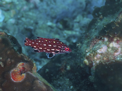 Bodianus dictynna