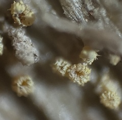 Arachnopeziza trabinelloides