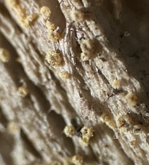 Arachnopeziza trabinelloides