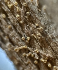 Arachnopeziza trabinelloides
