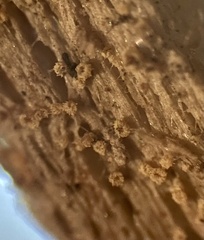 Arachnopeziza trabinelloides