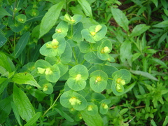 Euphorbia purpurea