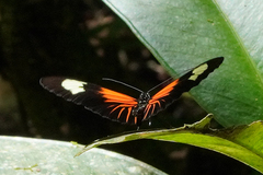 Heliconius erato lativitta