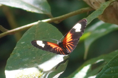 Heliconius erato lativitta