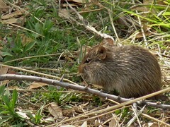 Sigmodon arizonae