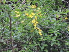 Callaeum macropterum