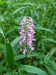 Platanthera peramoena
