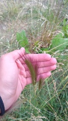 Hordeum jubatum