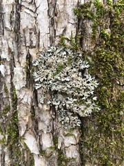 Phaeophyscia hispidula
