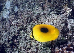 Chaetodon speculum
